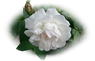 White rose flower