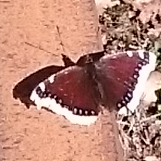 Swedish name for this butterfly means Mantle of Sorrow